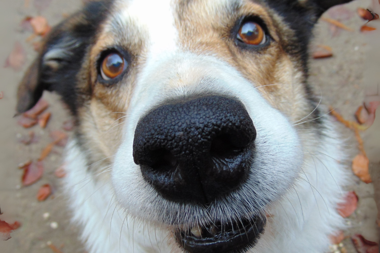 Why Your Dog's Dry Nose May Be A Bigger Problem Than You Think