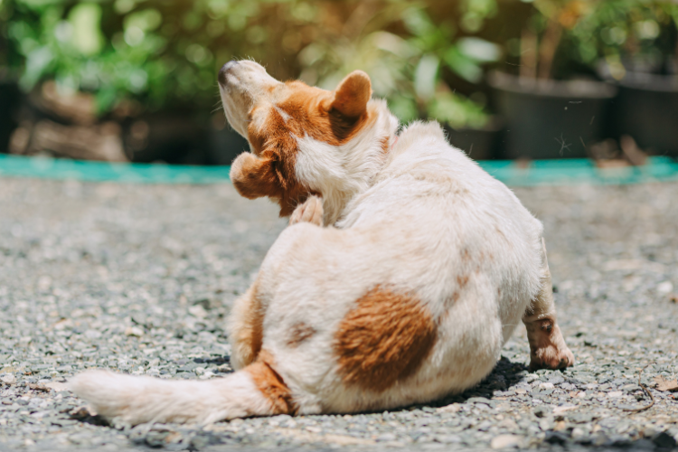 The Ultimate Guide To Natural Flea & Tick Protection