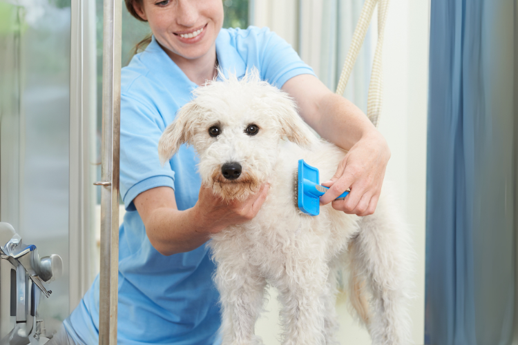 The HIdden Cost of Skipping Grooming: How Regular Grooming Saves You Money On Vet Bills