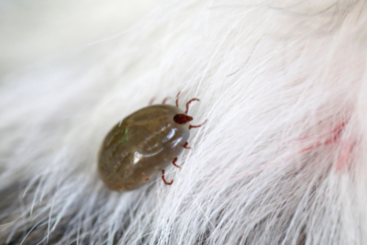 The Hidden Dangers of Fleas & Ticks: Why Pet Owners Should Take Action