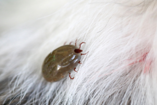 The Hidden Dangers of Fleas & Ticks: Why Pet Owners Should Take Action